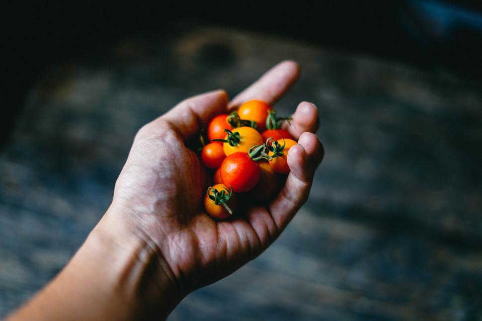 Free Image of A hand holding a pile of tomatoes 