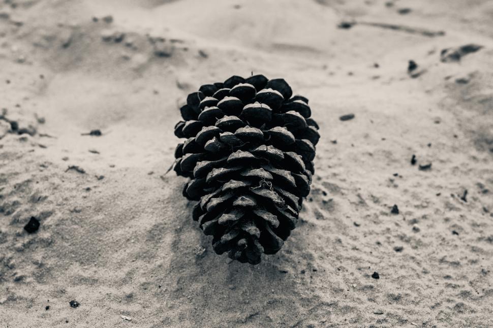 Free Image of A pine cone on sand 