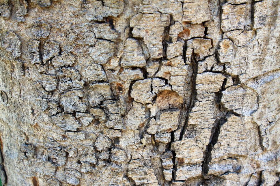 Free Image of A close up of a tree bark 
