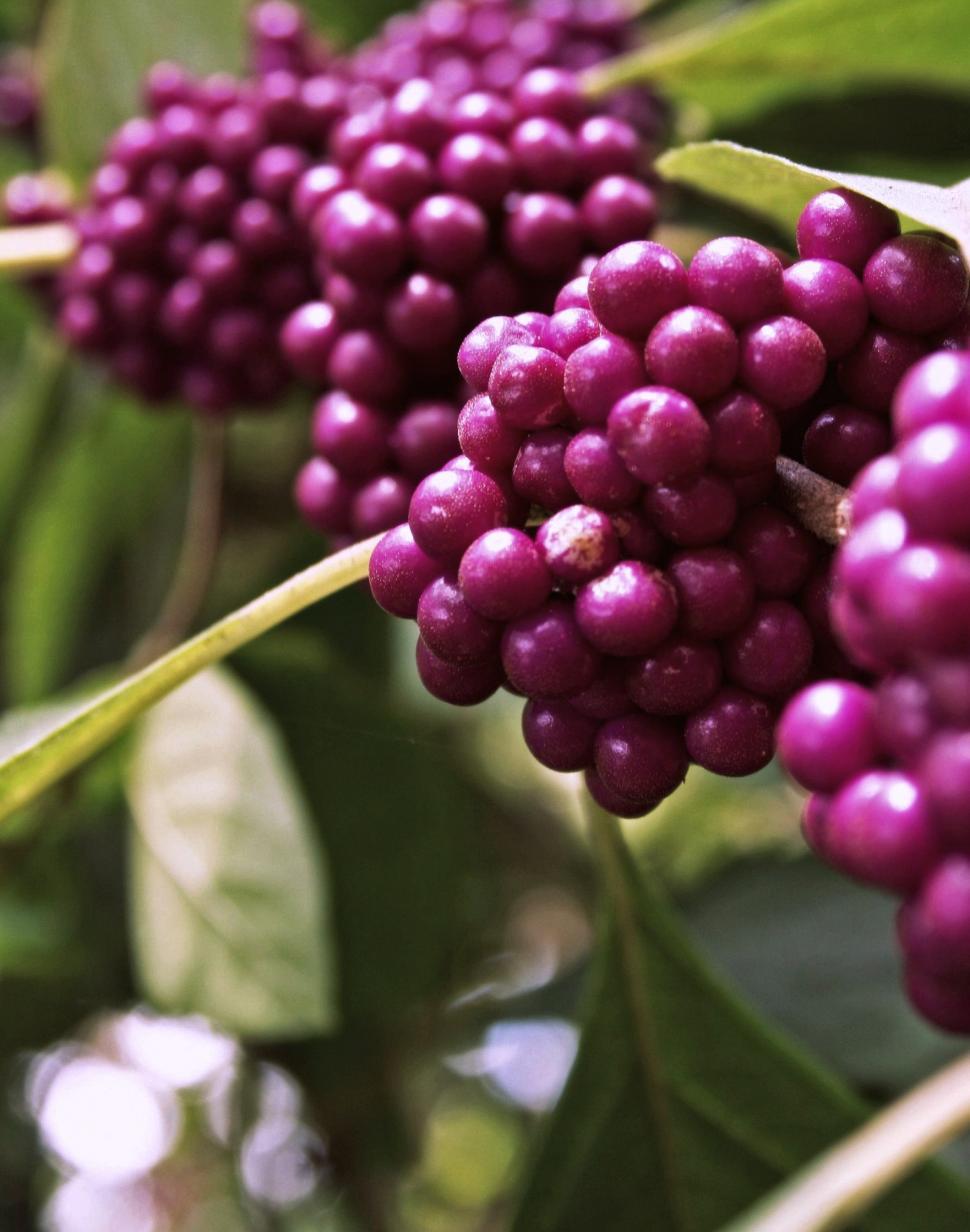 Free Image of A bunch of purple berries on a plant 