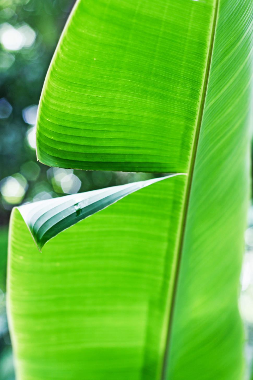 Free Image of A close up of a leaf 