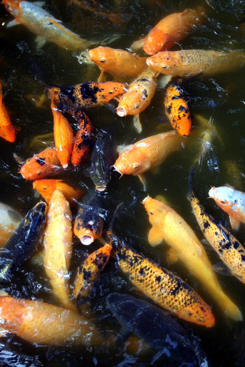Free Image of A group of Koi fish swimming in water 
