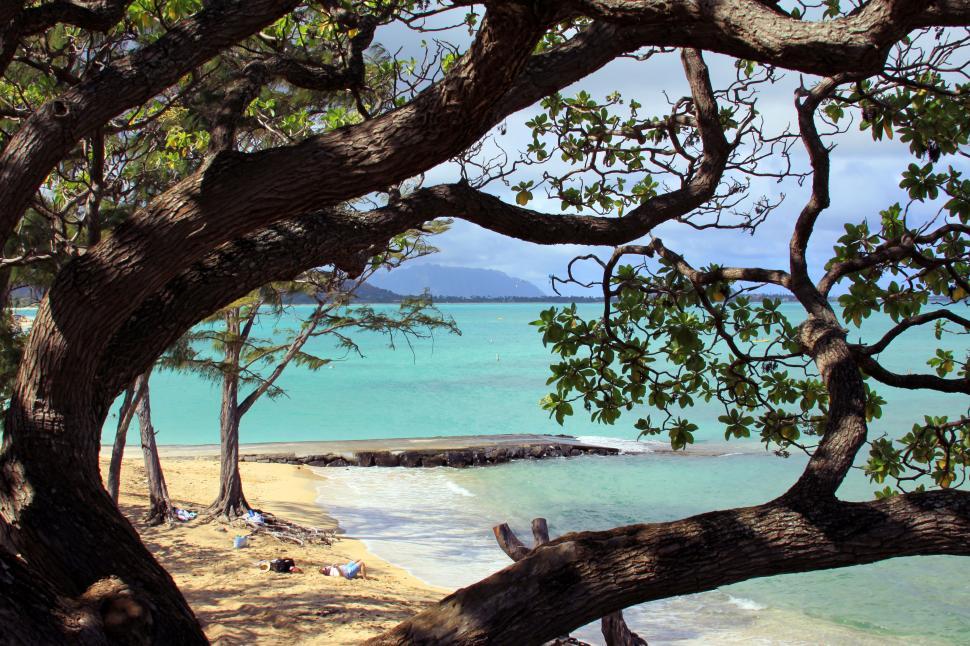 Free Image of A tree on a beach in Hawaii 