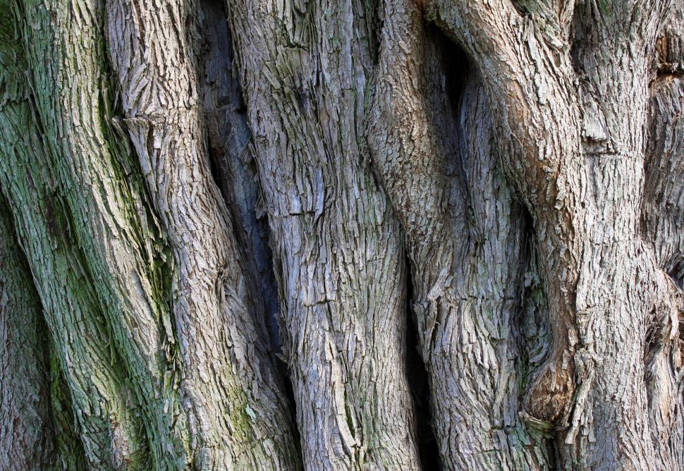 Free Image of A close up of a tree trunk 