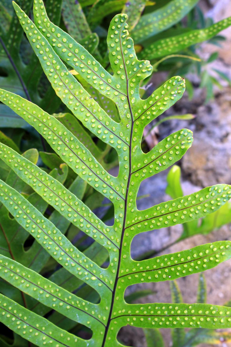 Free Image of A close up of a leaf in Hawaii 