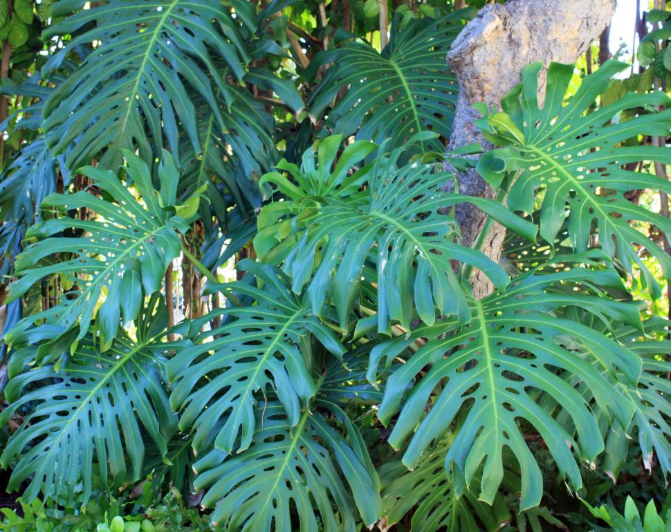 Free Image of A large green leaves on a tree 