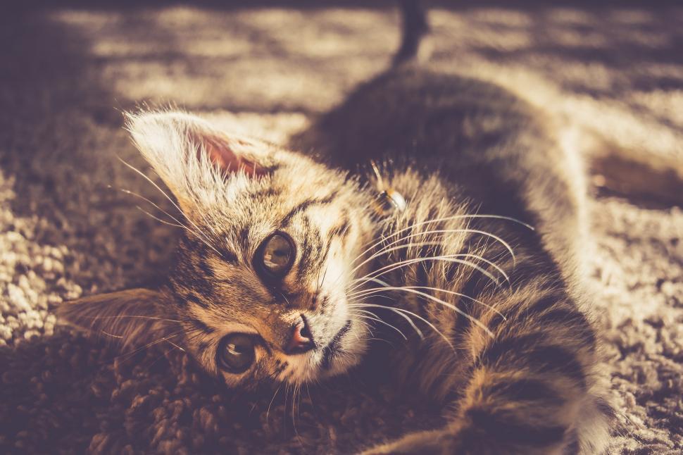 Free Image of A cat lying on a rug 
