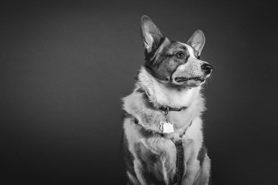 Free Image of A dog sitting looking up 