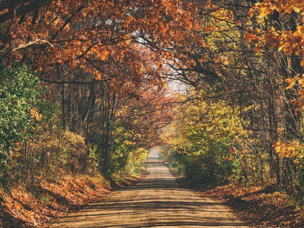 Free Image of A road with trees and leaves 