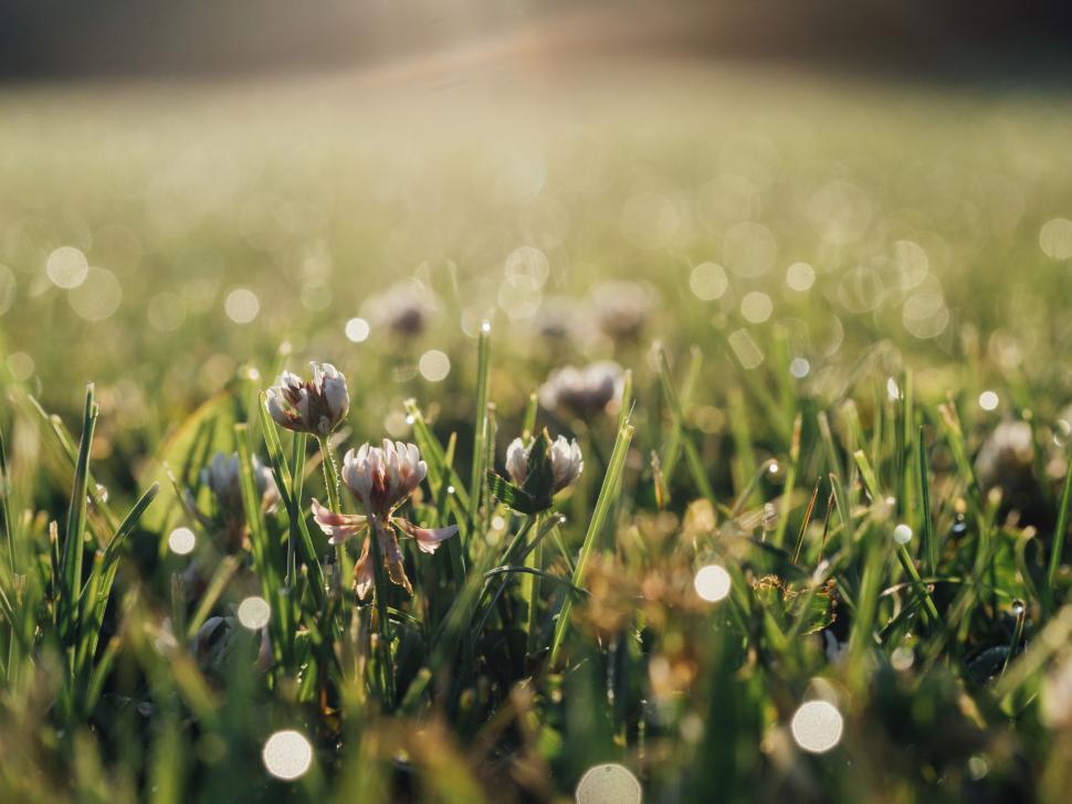 Free Image of A close up of flowers in grass 