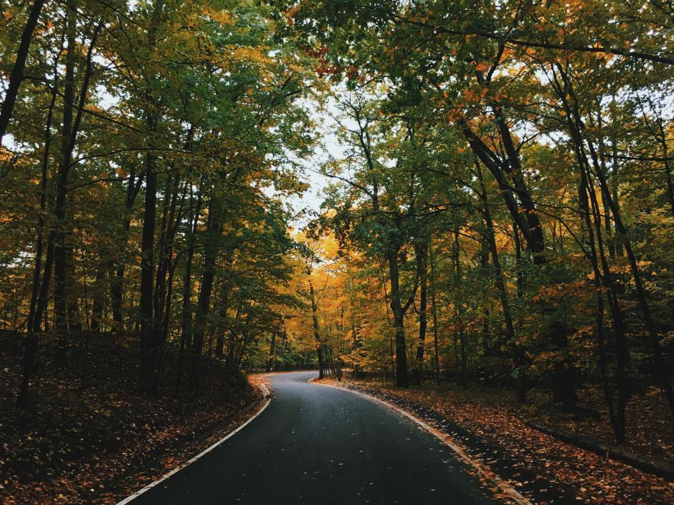 Free Image of A road through a forest 