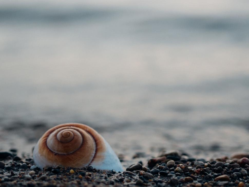 Free Image of A snail shell on the ground 