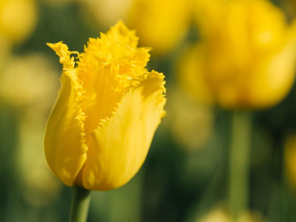 Free Image of A yellow tulip with fringes 