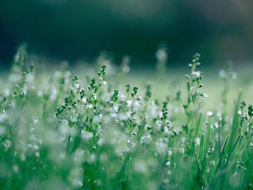Free Image of A close up of a field of flowers 
