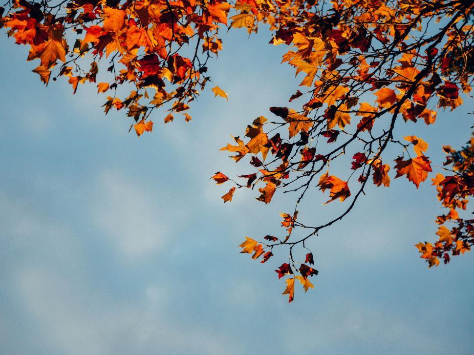 Free Image of Orange leaves on a tree 
