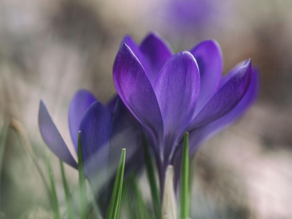 Free Image of Purple flowers in the grass 