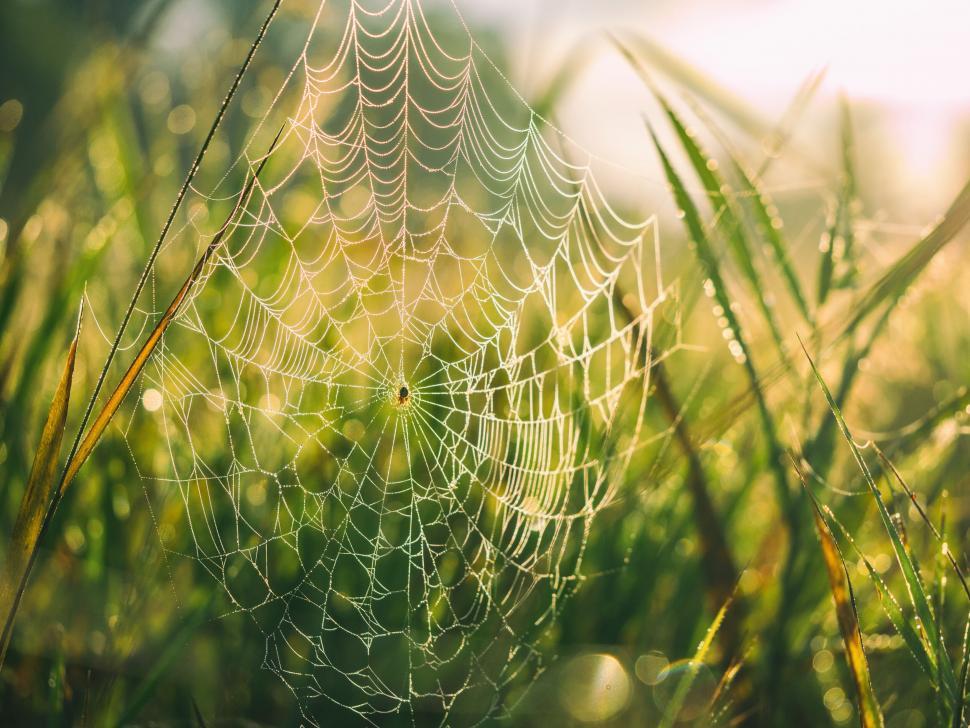 Free Image of A spider web in the grass 