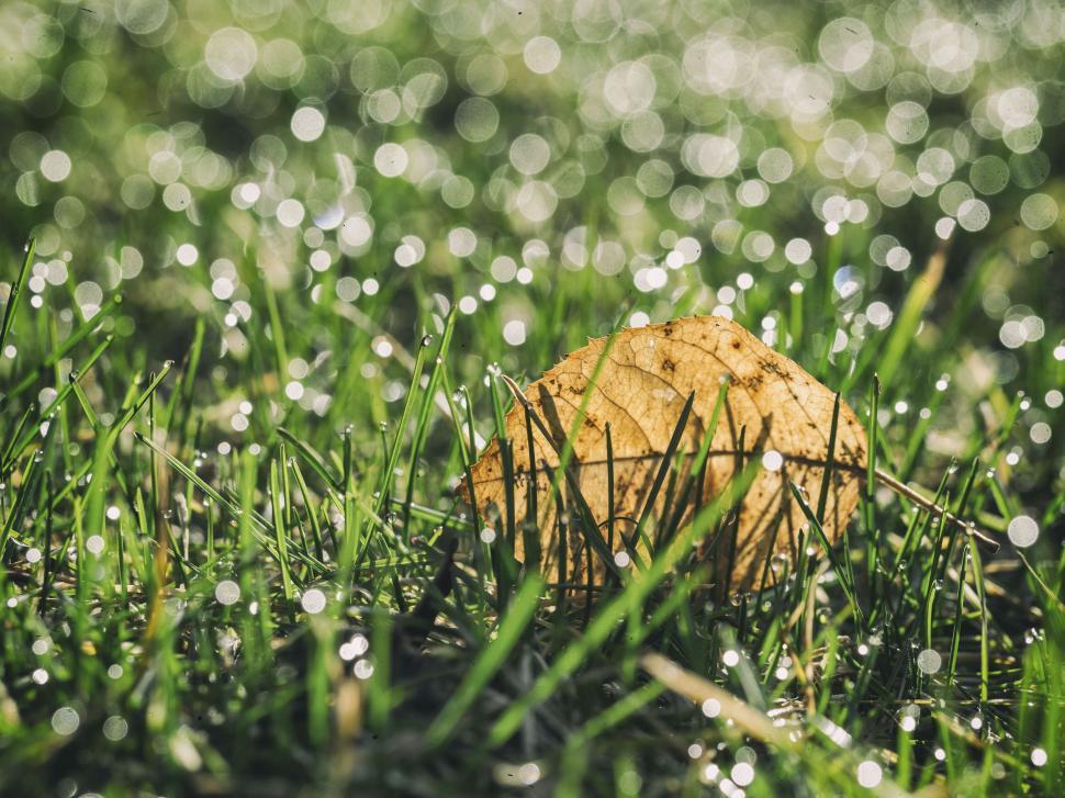 Free Image of A leaf on grass with dew drops 