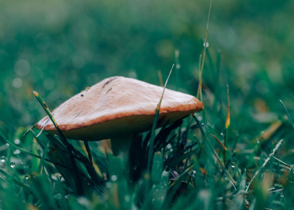 Free Image of A mushroom growing in the grass 