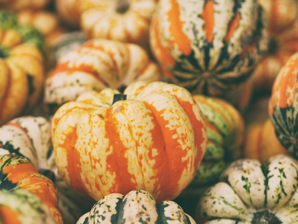 Free Image of A group of pumpkins 
