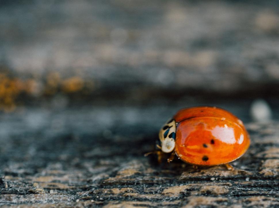 Free Image of A ladybug on a rock 