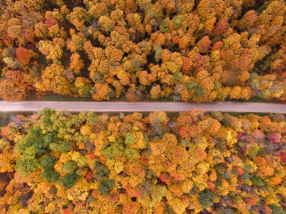 Free Image of A road surrounded by trees 