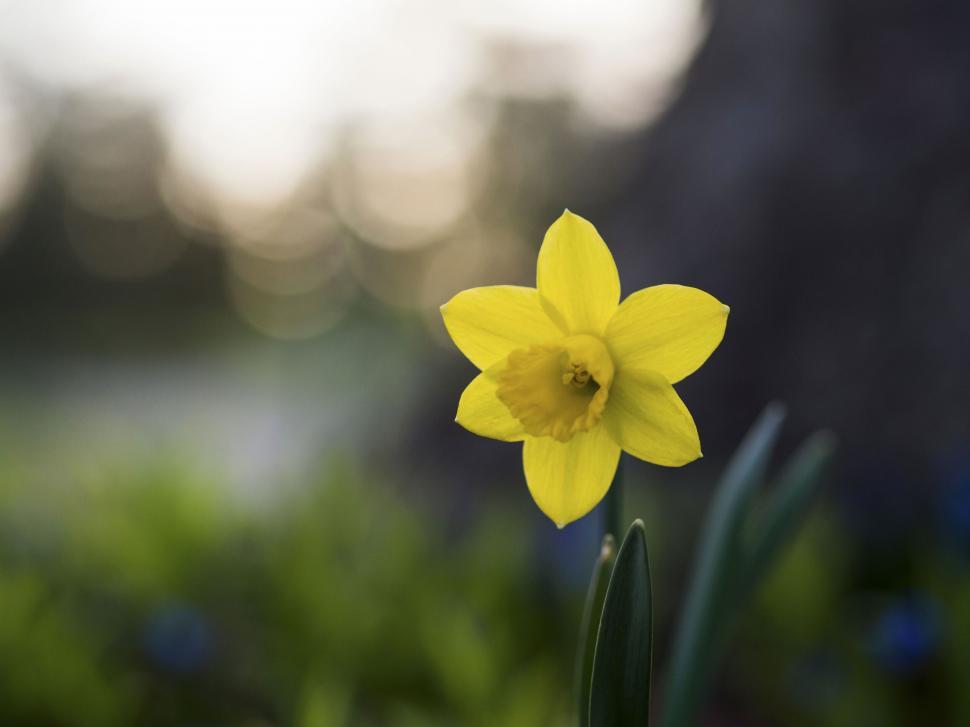 Free Image of A yellow flower with green leaves 