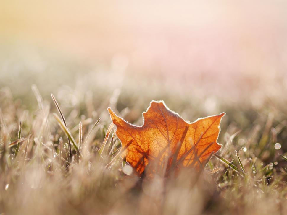 Free Image of A leaf on the grass 
