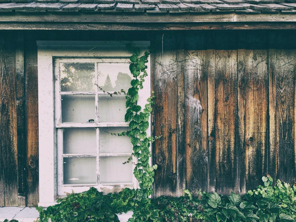 Free Image of A window and door with ivy growing on it 