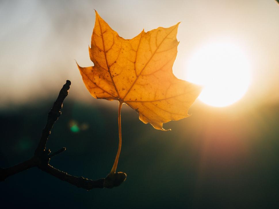 Free Image of A yellow leaf on a branch 
