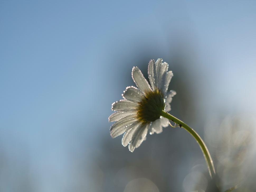 Free Image of A white flower with water droplets on it 
