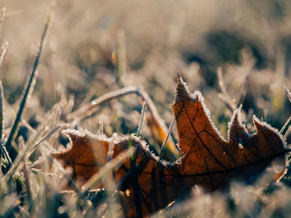 Free Image of A leaf on grass with frost 
