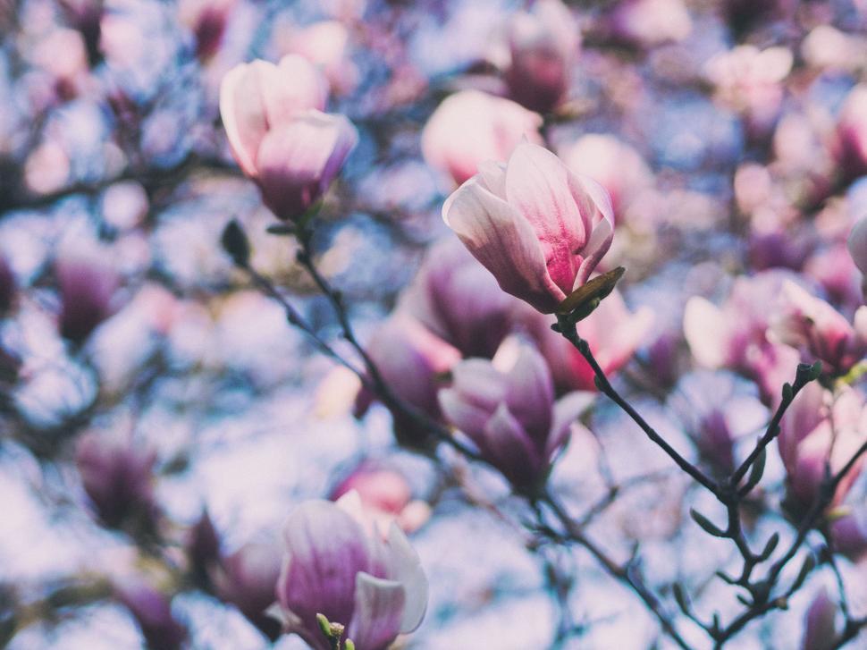 Free Image of A group of pink flowers on a tree 