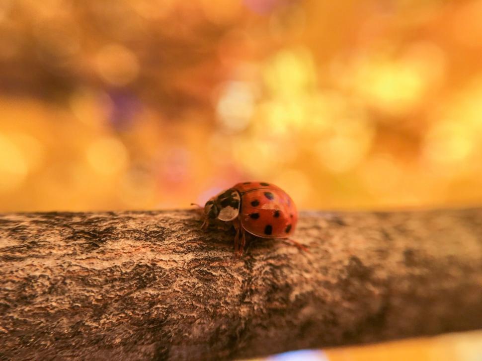 Free Image of A ladybug on a branch 