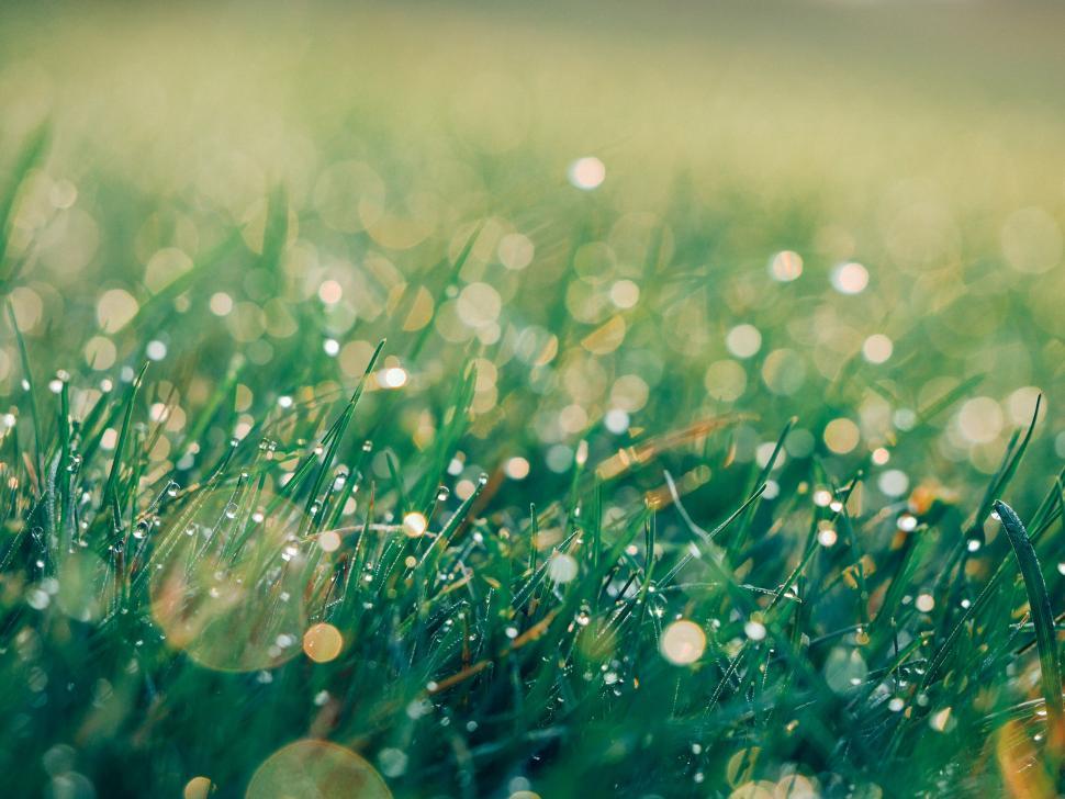 Free Image of A close up of grass with dew on it 