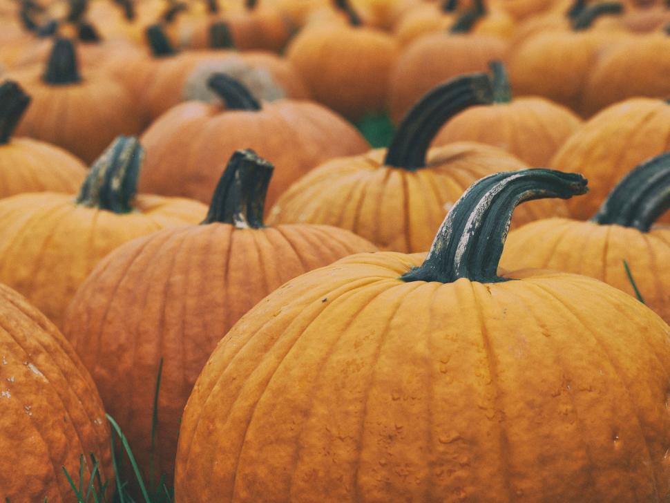 Free Image of A group of pumpkins in a field 