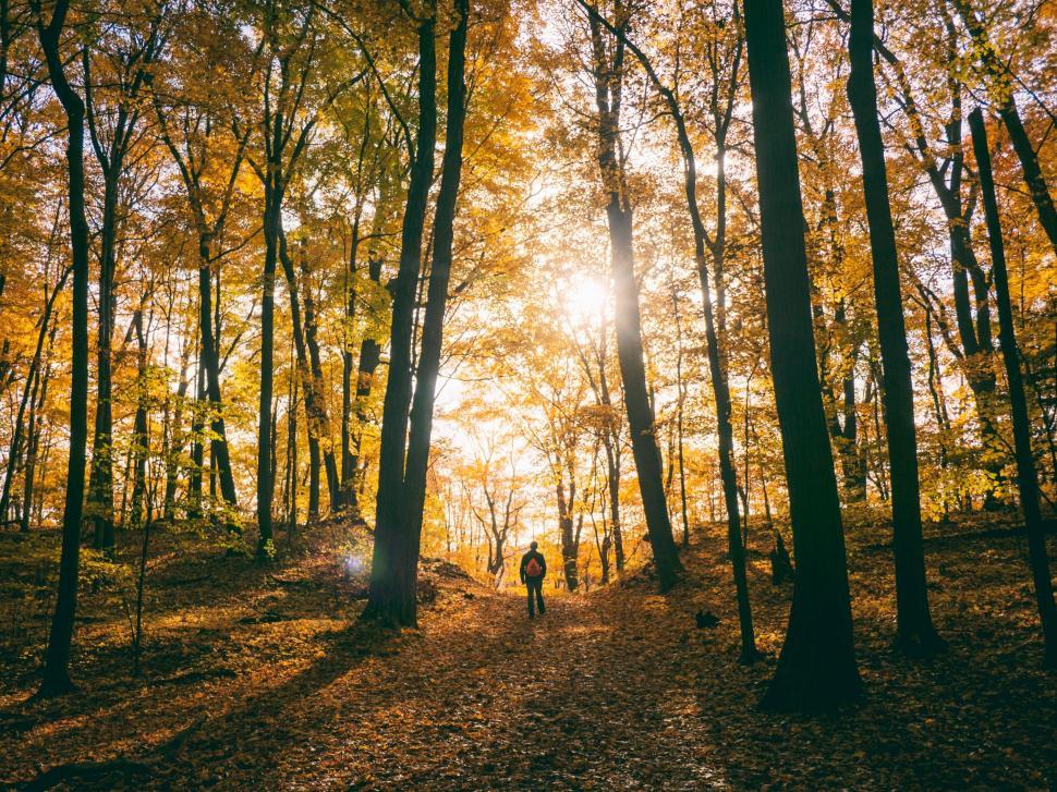 Free Image of A person walking in a forest 