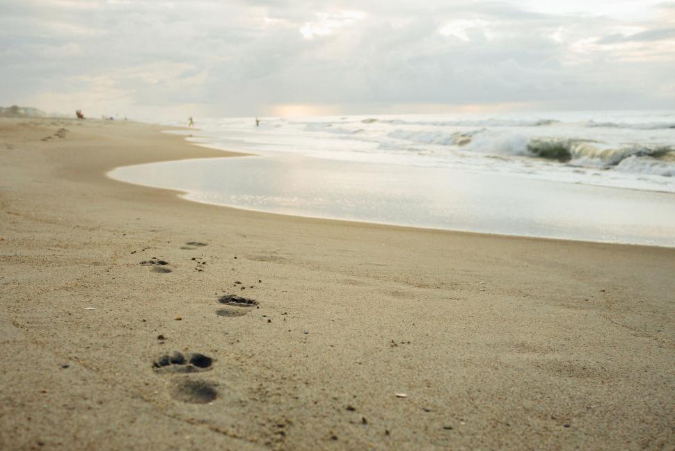 Free Image of Footprints in the sand on a beach 