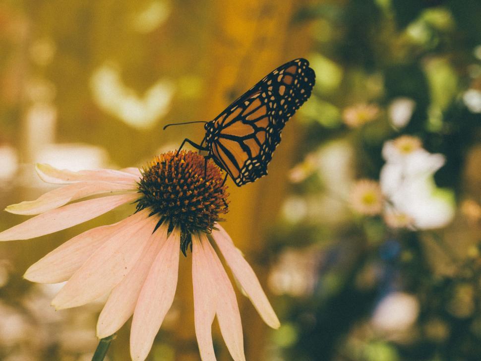 Free Image of A butterfly on a flower 