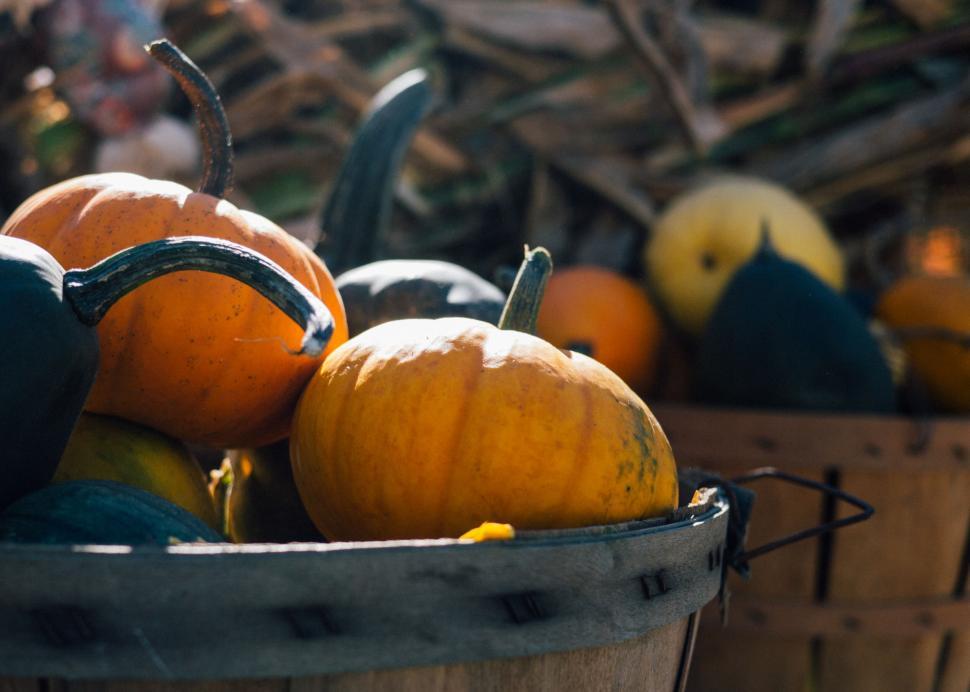 Free Image of A basket of pumpkins and squashes 