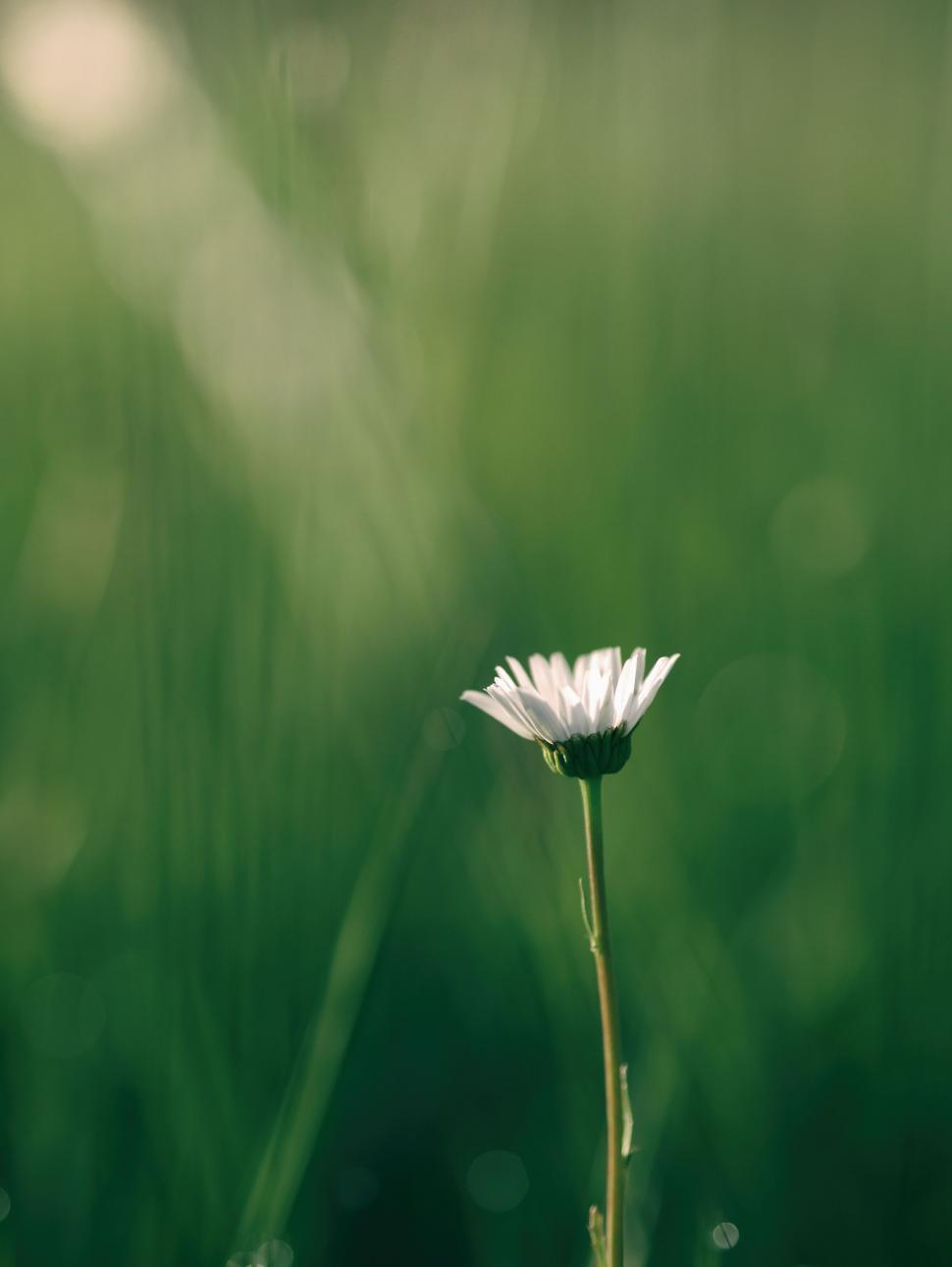 Free Image of A white flower in a field 