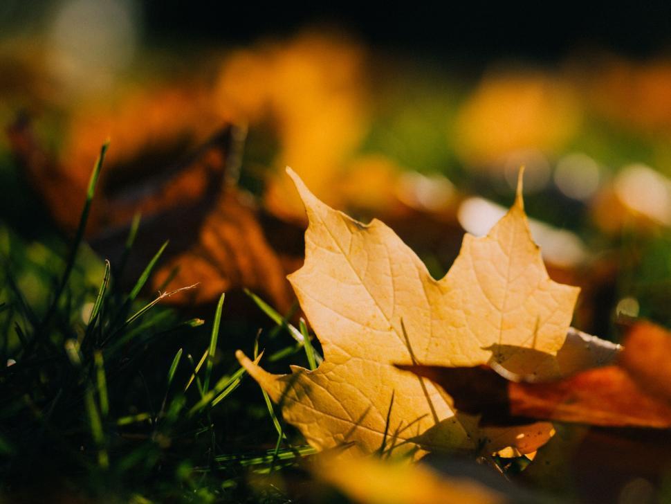 Free Image of A yellow leaf on grass 
