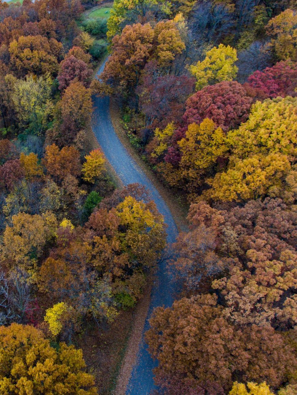 Free Image of A road through a forest of colorful trees 