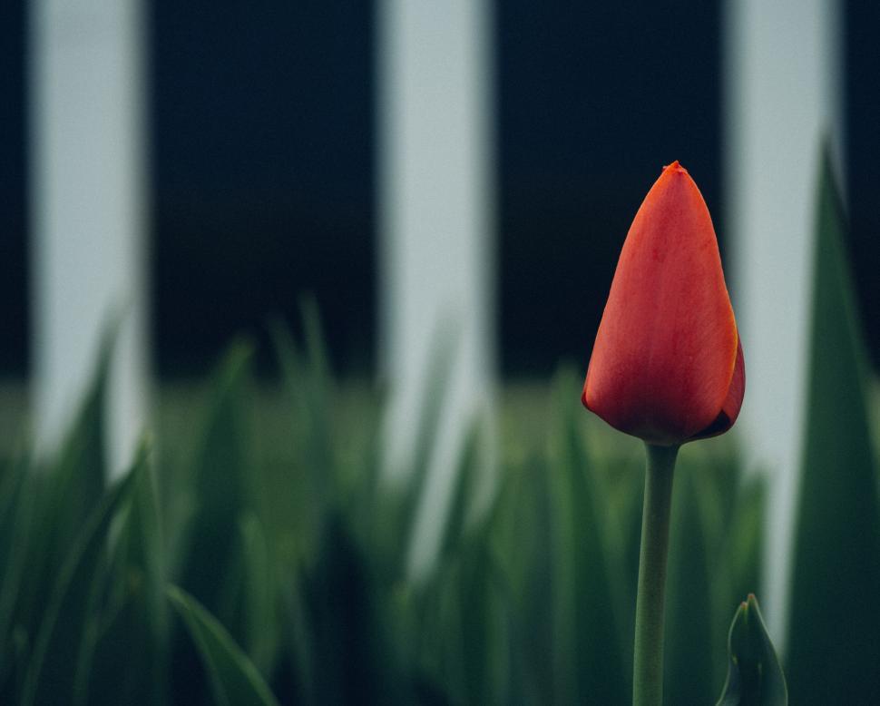 Free Image of A red flower with a pointed tip 