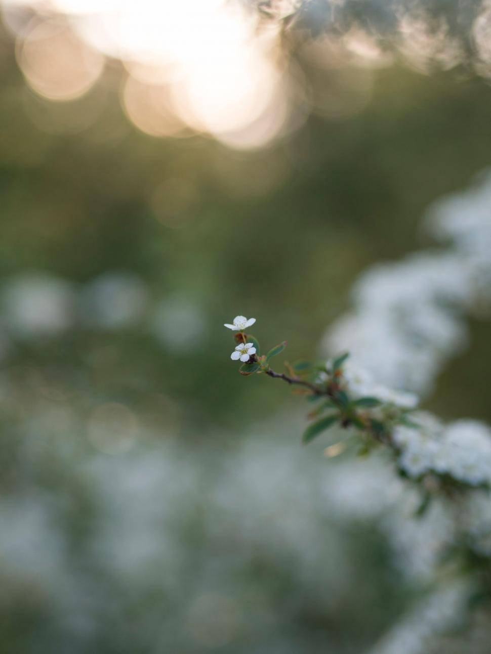 Free Image of A small white flowers on a branch 