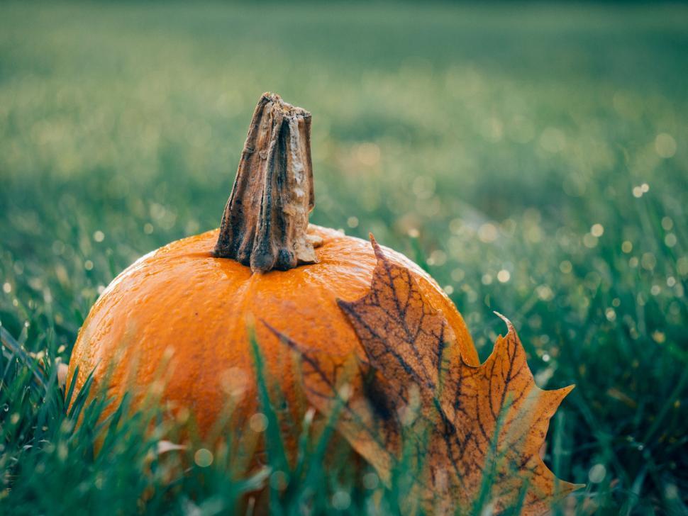 Free Image of A pumpkin and leaf in grass 