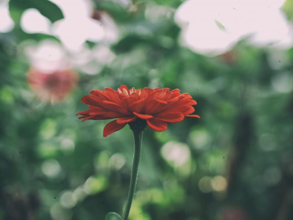 Free Image of A red flower with green leaves 