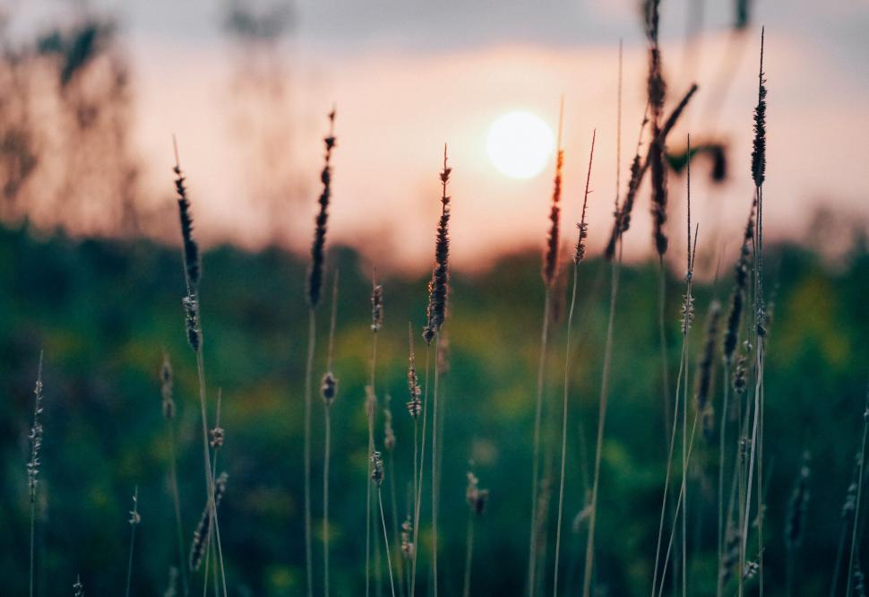 Free Image of A close up of grass and the sun 