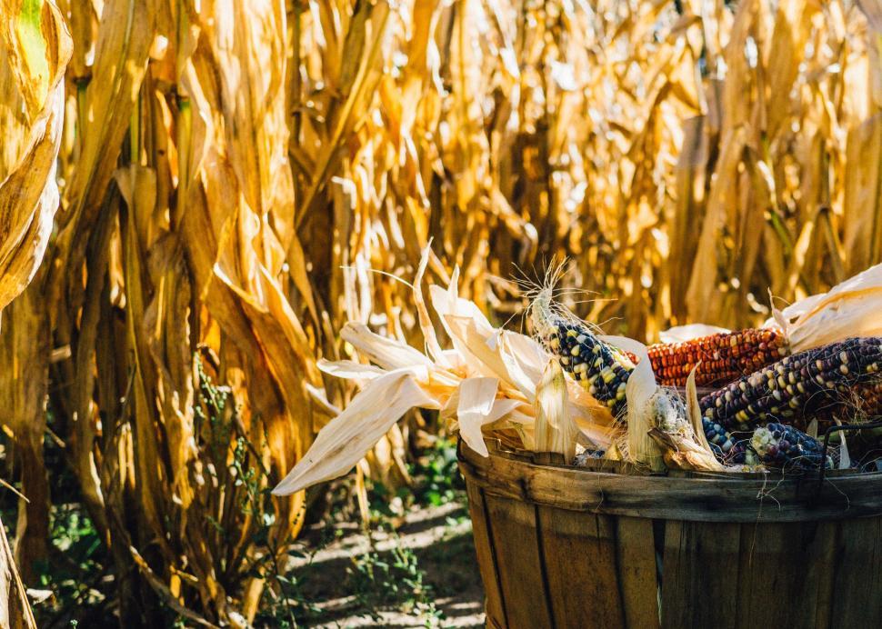 Free Image of A basket of corn in a field 