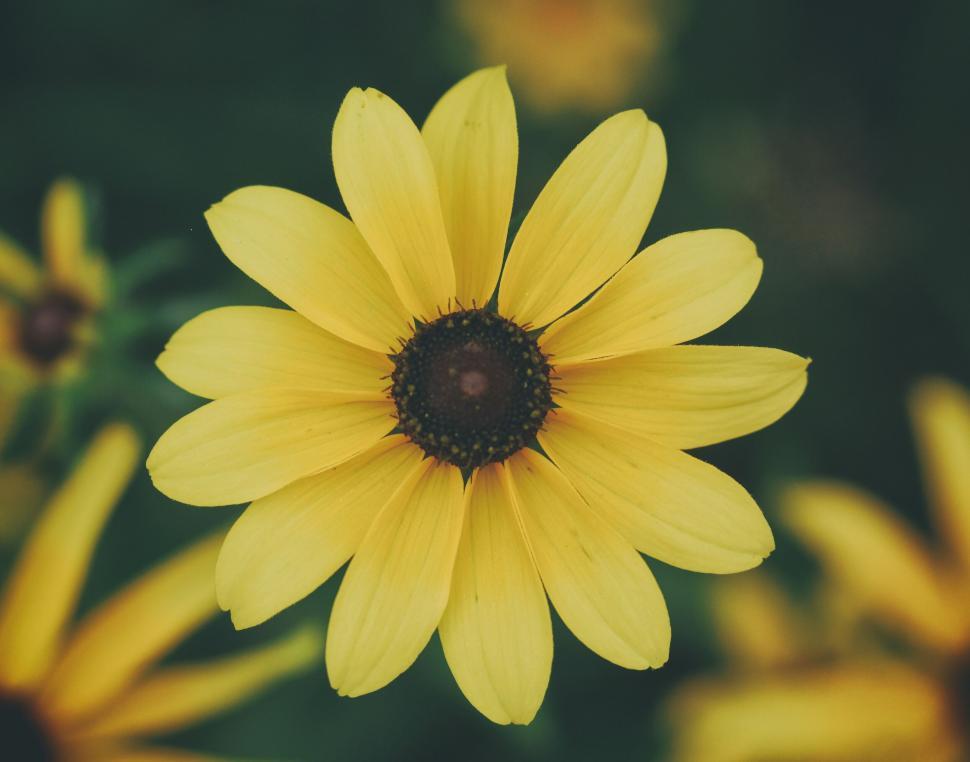 Free Image of A yellow flower with a dark center 
